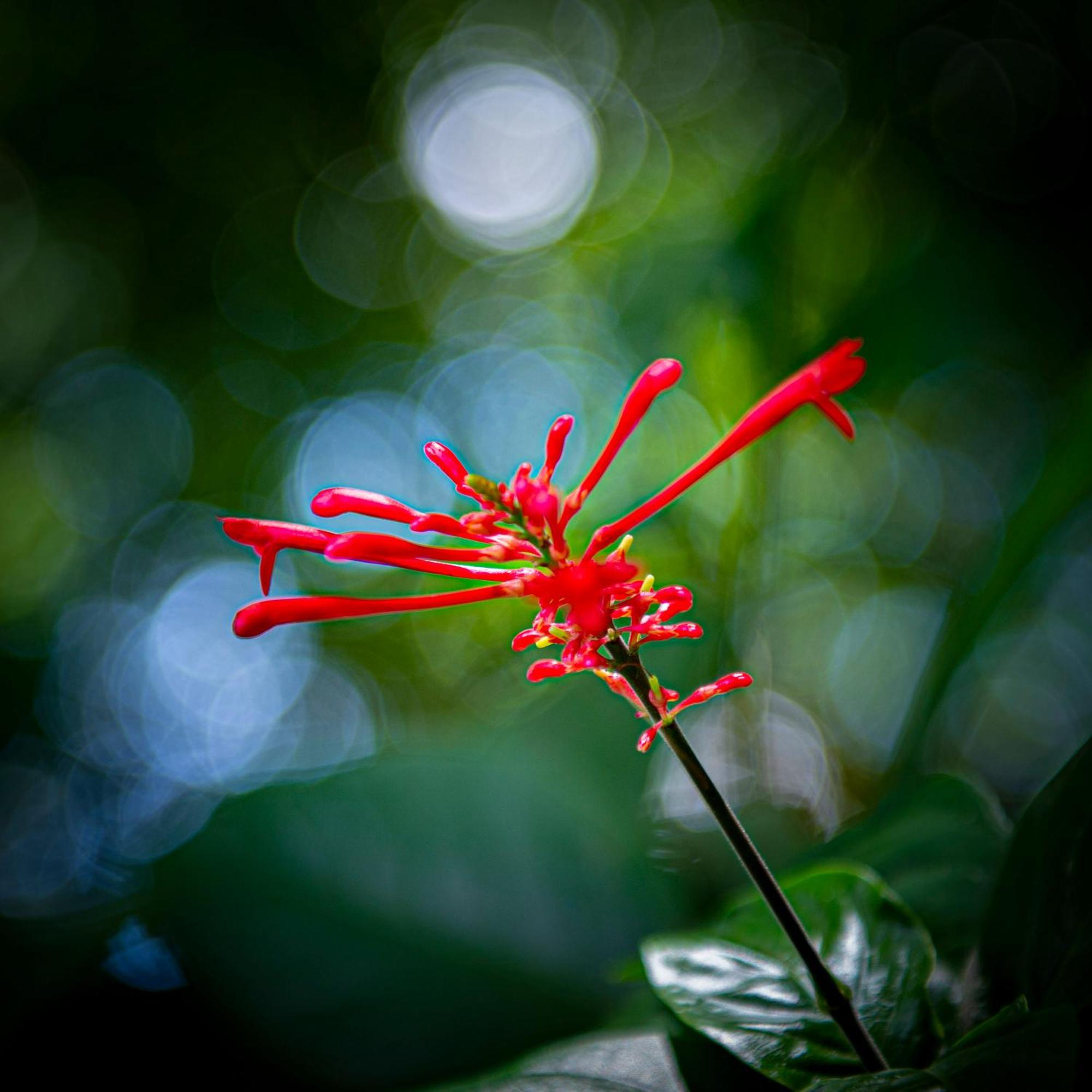 Secret Garden Iguazu Bed & Breakfast ปูแอร์โตอีกวาซู ภายนอก รูปภาพ