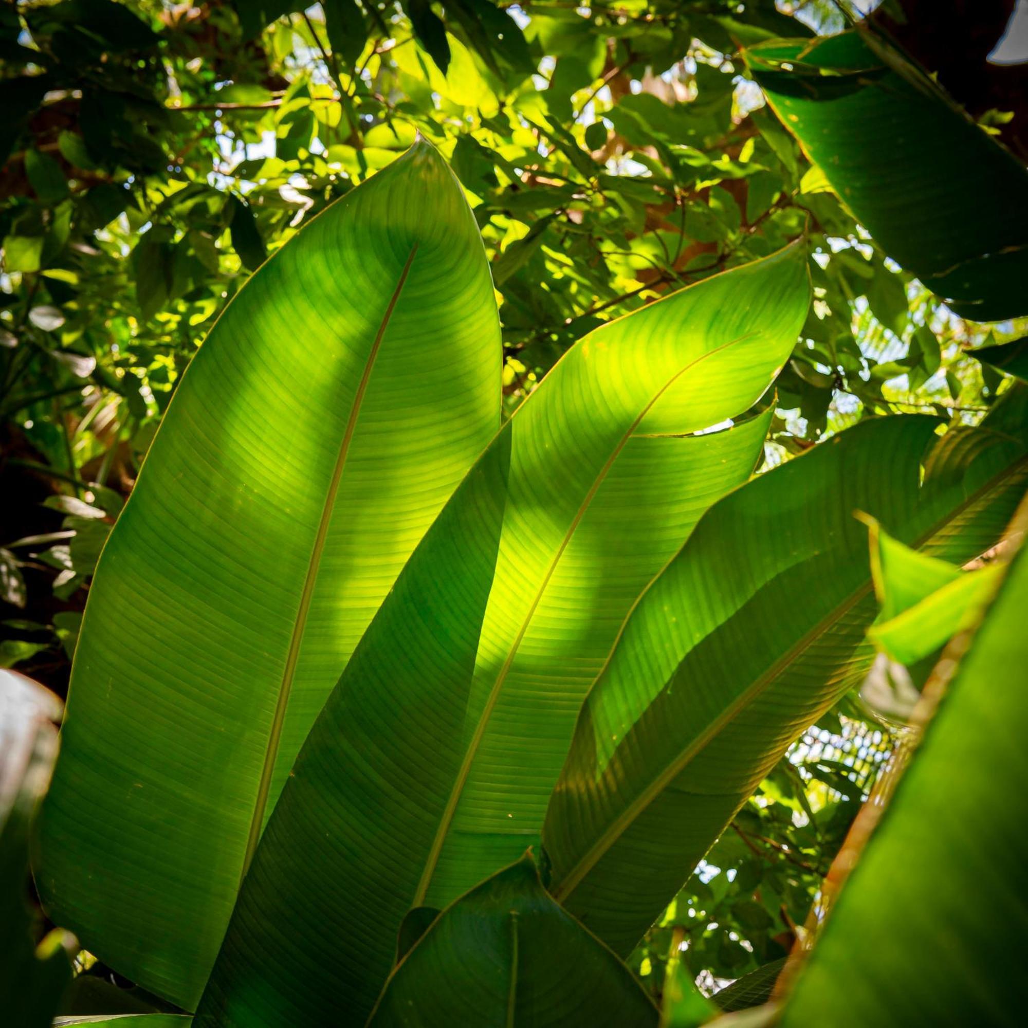 Secret Garden Iguazu Bed & Breakfast ปูแอร์โตอีกวาซู ภายนอก รูปภาพ