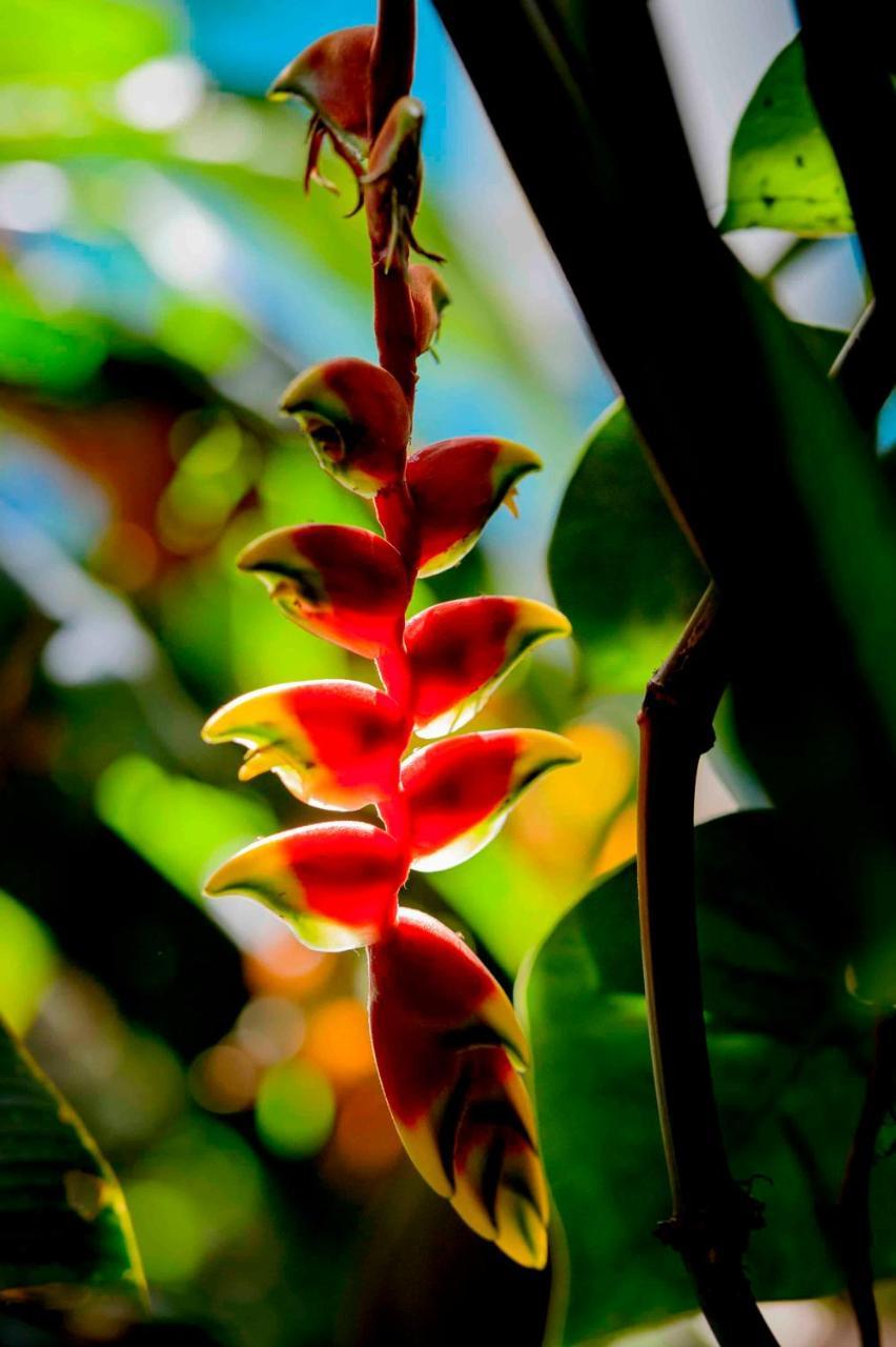 Secret Garden Iguazu Bed & Breakfast ปูแอร์โตอีกวาซู ภายนอก รูปภาพ